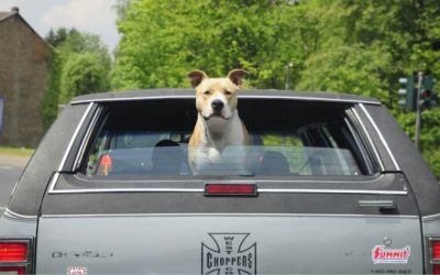 🐕 Vous avez des animaux de compagnie et ils partent en vacances avec vous ? Découvrez quelques erreurs à ne pas commettre pour que votre voyage se passe au mieux !